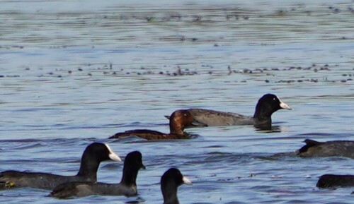 Ferruginous Duck