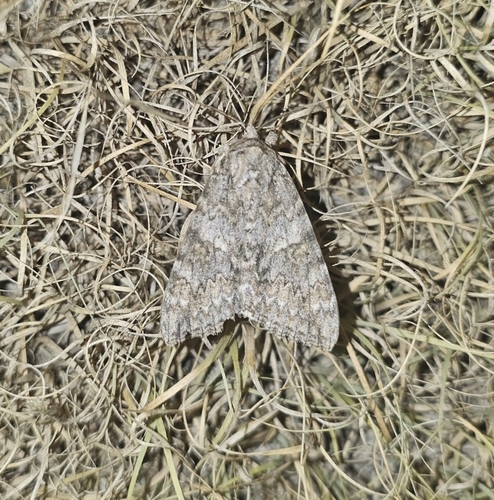 Meske's Underwing Moth