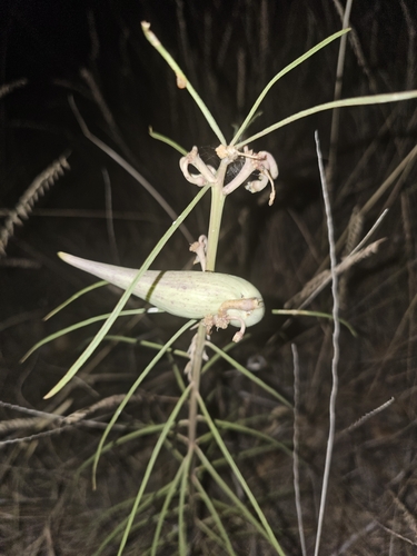 Engelmann's milkweed