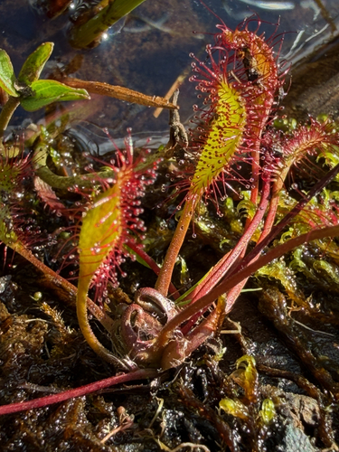Great Sundew