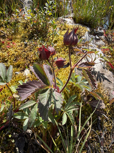 marsh cinquefoil