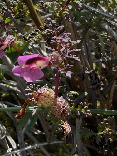 Marsh Lousewort
