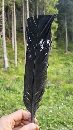 Western Capercaillie
