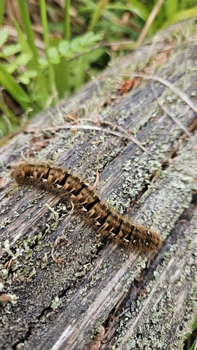 Oak Eggar