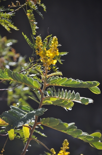 Senna venusta