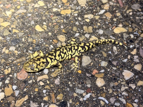Western Tiger Salamander observed by alex_vanbeest737