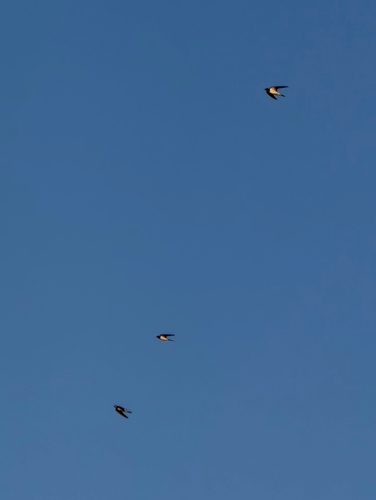 Barn Swallow