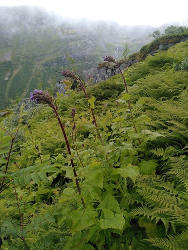 Alpine Blue-sow-thistle