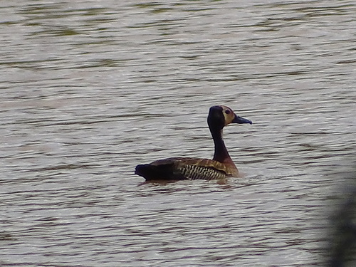 White-faced Whistling-Duck