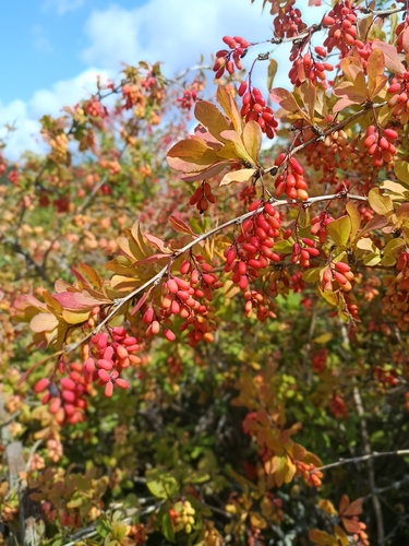 European barberry