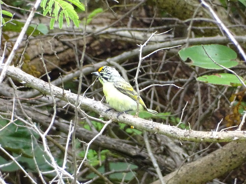 Yellow-fronted Tinkerbird