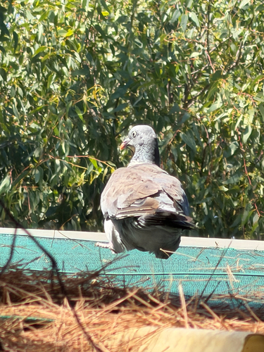Common Wood-Pigeon