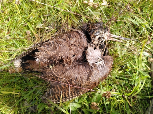 Eurasian Woodcock