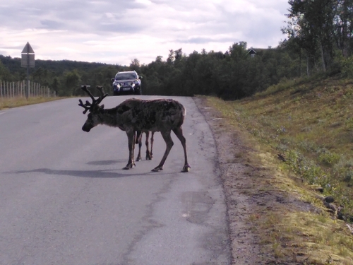 Caribou