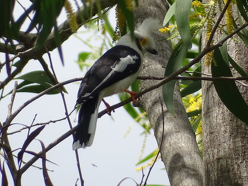 White-crested Helmetshrike