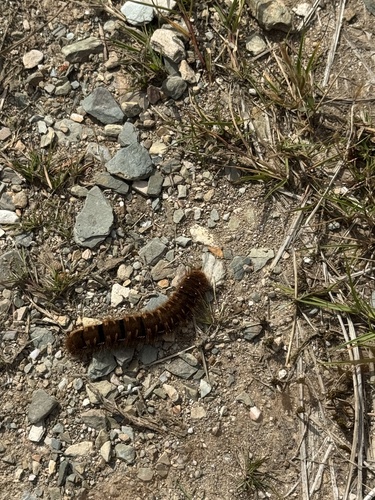 Oak Eggar