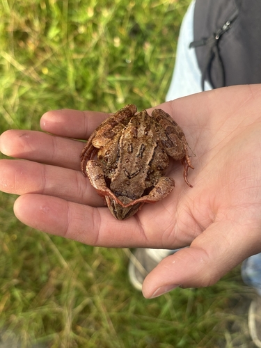 European Common Frog