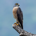 Chinese Sparrowhawk - Photo (c) 劉邦榮, all rights reserved, uploaded by 劉邦榮