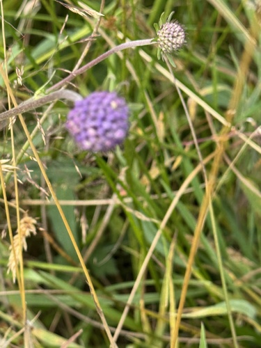 Devil's-bit Scabious