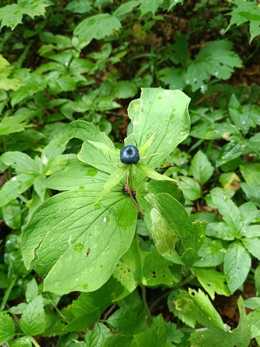 Herb Paris