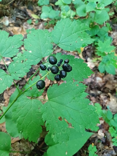 Eurasian baneberry