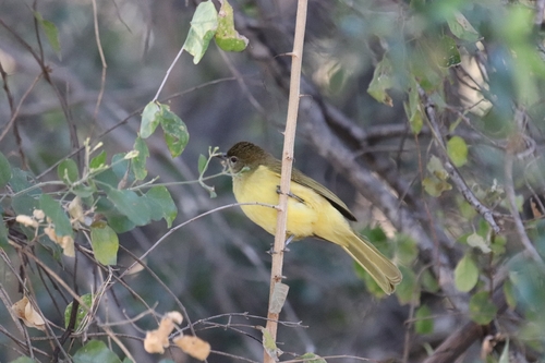 Yellow-bellied Greenbul