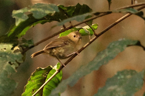 Large-billed Scrubwren