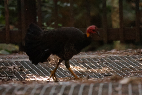 Australian Brushturkey