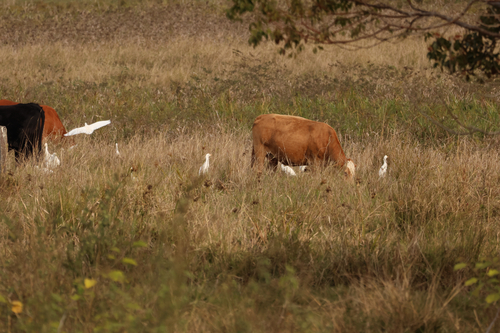 Eastern Cattle-Egret