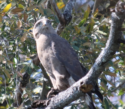 Western Banded Snake-Eagle