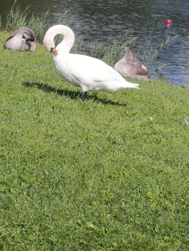 Mute Swan