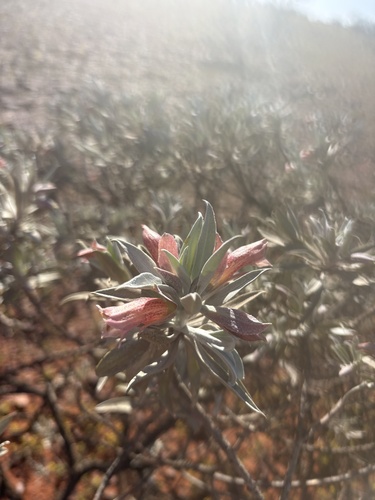 Eremophila macmillaniana