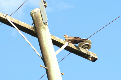 Black Kite