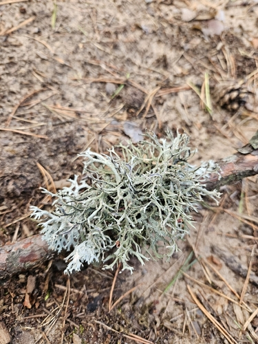 tree moss