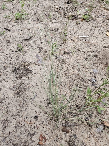 Gray Hairgrass