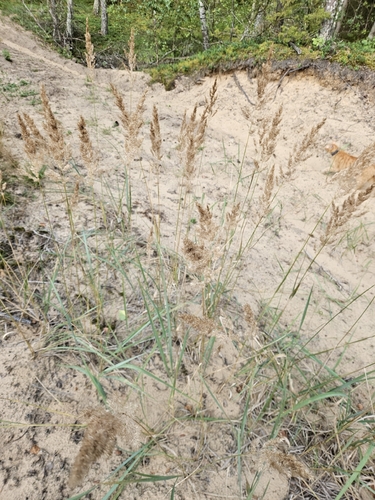 Bushgrass