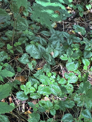 yellow archangel