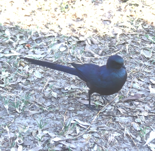 Meves's Starling