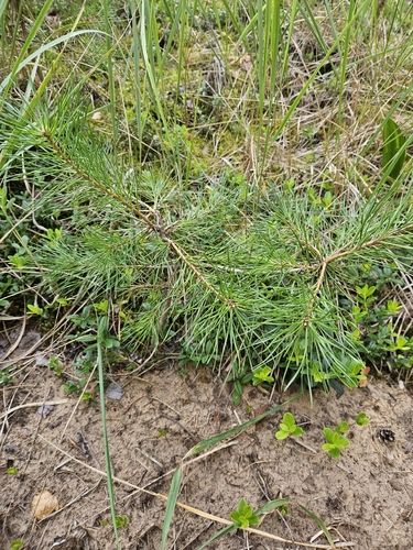 Scots pine