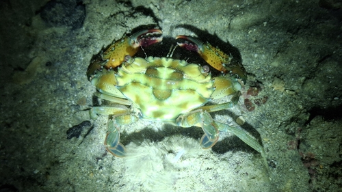 Thranita prymna