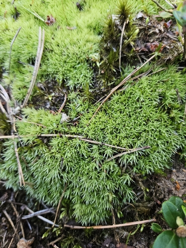 Pincushion Moss