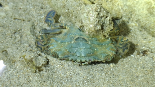 Dana's Crab