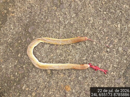 Red Worm Lizard