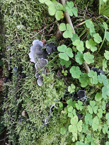scaly pelt lichen