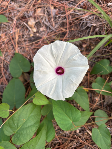 wild potato vine