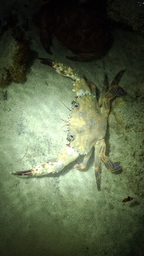 Goniosupradens acutifrons