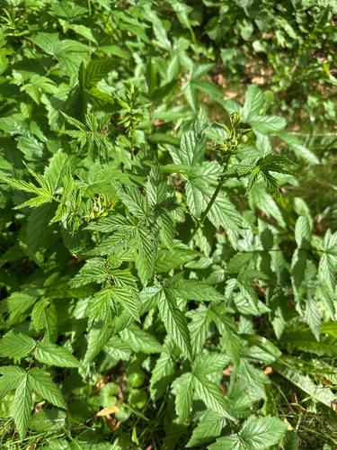 Meadowsweet