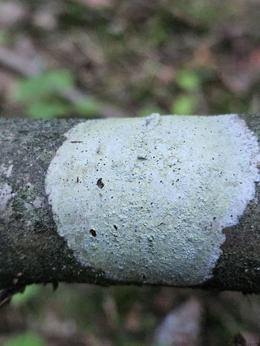 Whitewash Lichen
