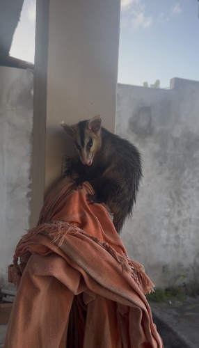 White-eared Opossum