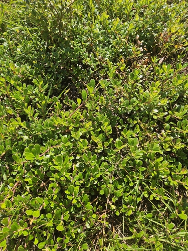 bearberry